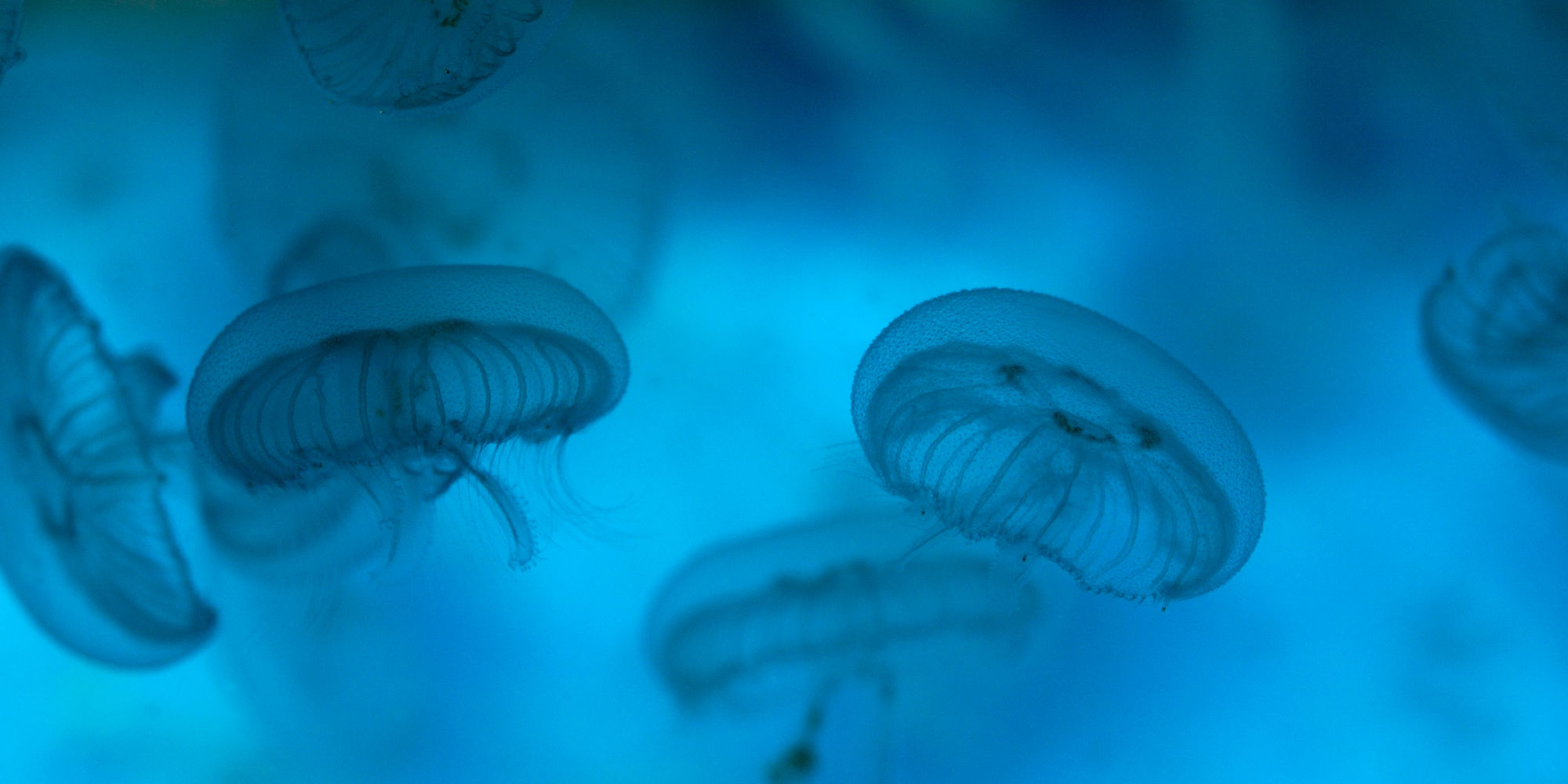 Jellyfish glowing in a SEA LIFE Orlando aquarium habitat