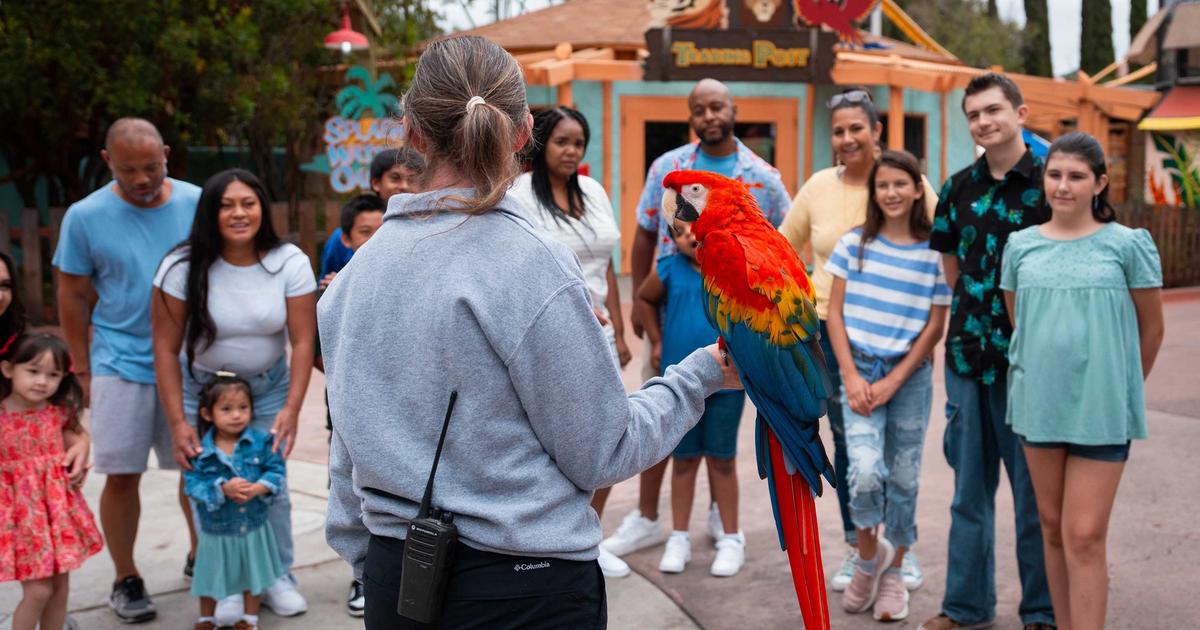 A Six Flags Discovery Kingdom animal specialist holds a scarlet macaw as guests watch at the park