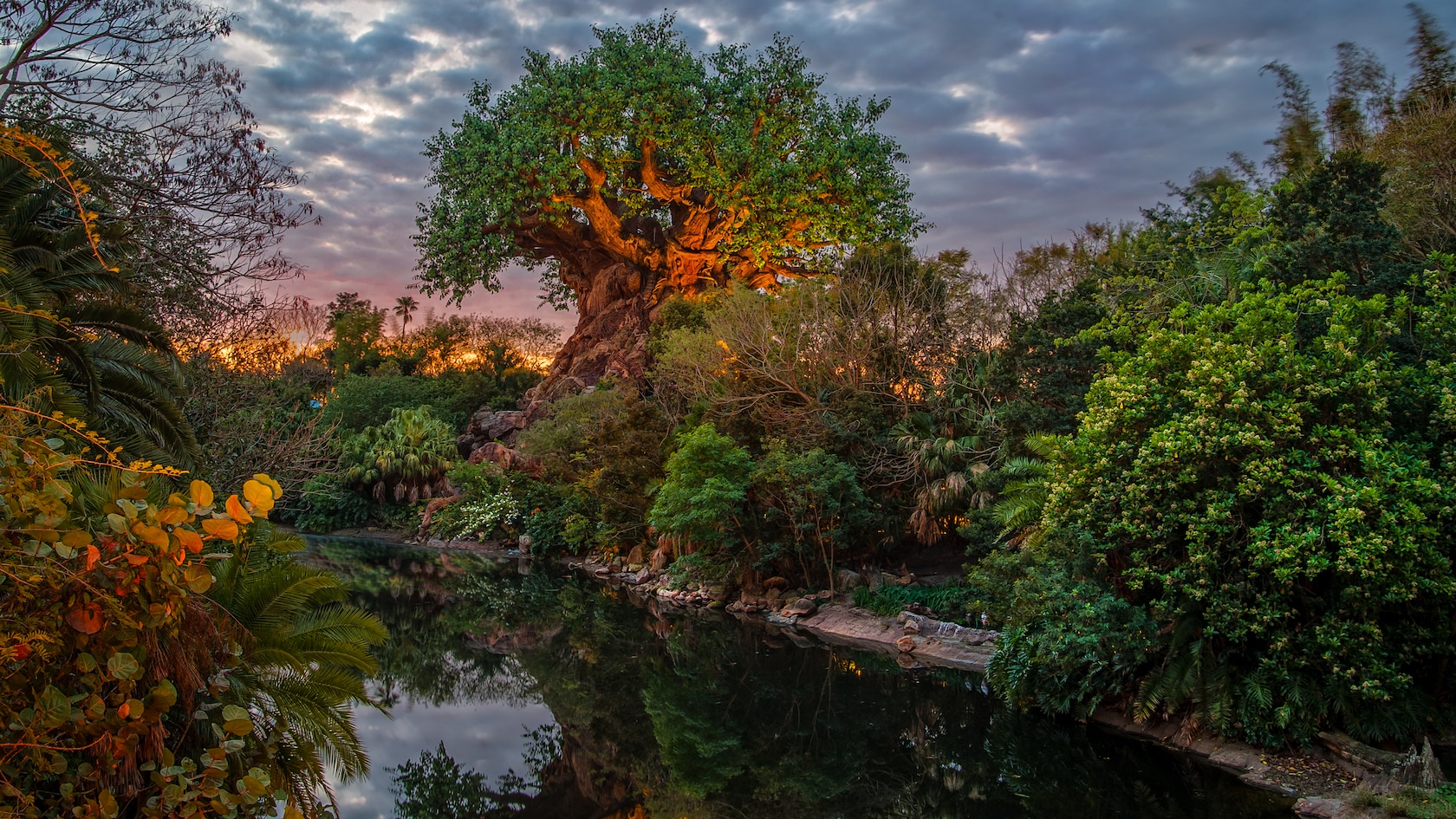The Tree of Life rises above Discovery Island at Disney's Animal Kingdom
