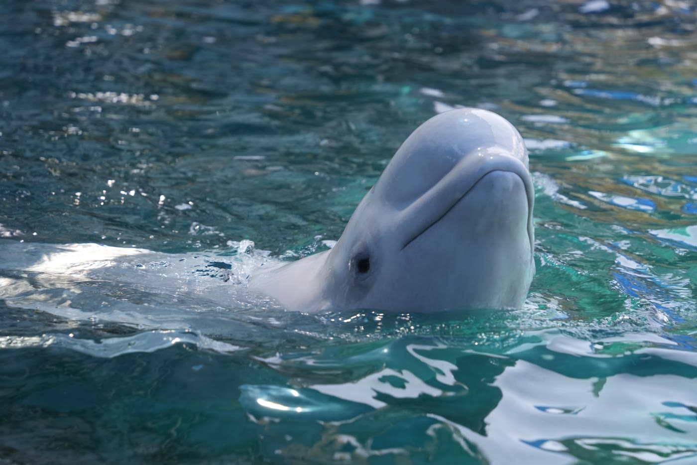 A rescued beluga swims in a clear-water holding pool