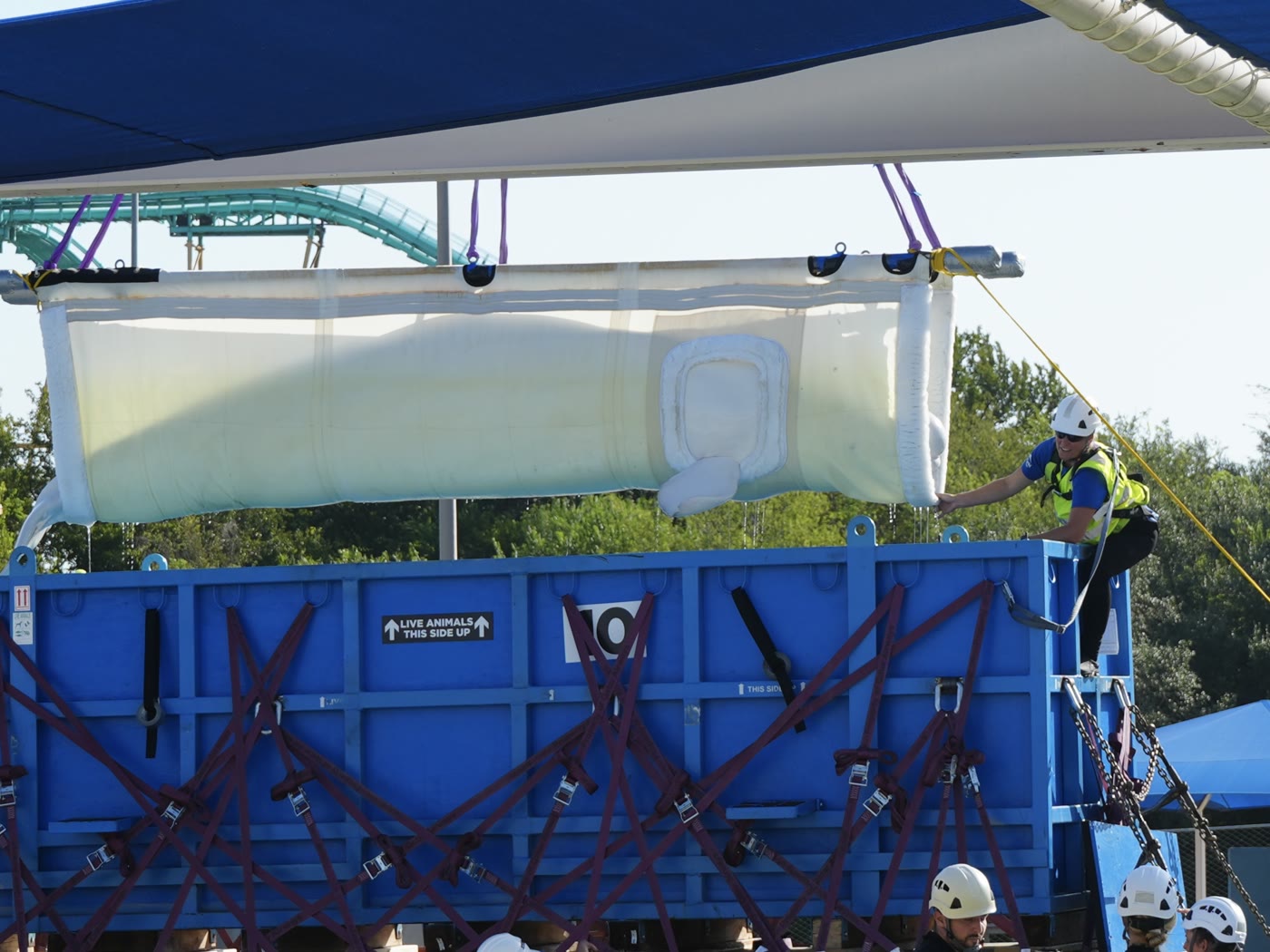 A rescued beluga is secured in a padded sling above a blue transport container