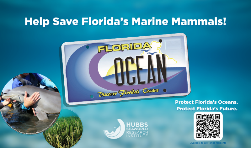 Discover Florida's Oceans license plate promoted by SeaWorld Orlando