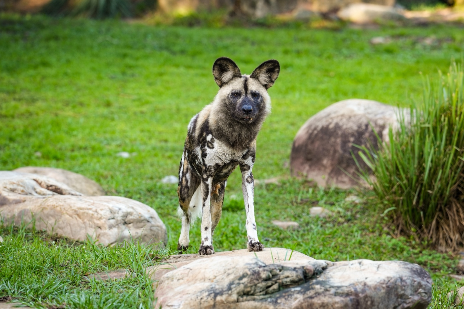 Prospect, an African painted dog, stands on rocks at Disney's Animal Kingdom