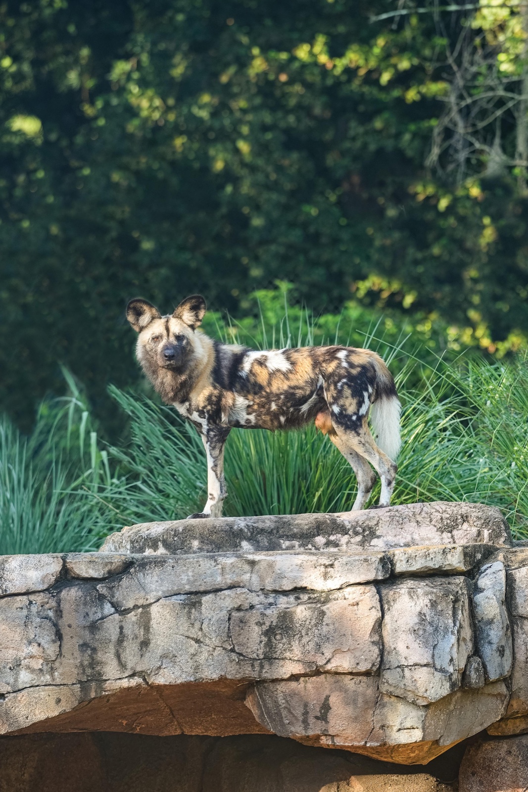 Prospect, an African painted dog, stands on a rock at Disney's Animal Kingdom