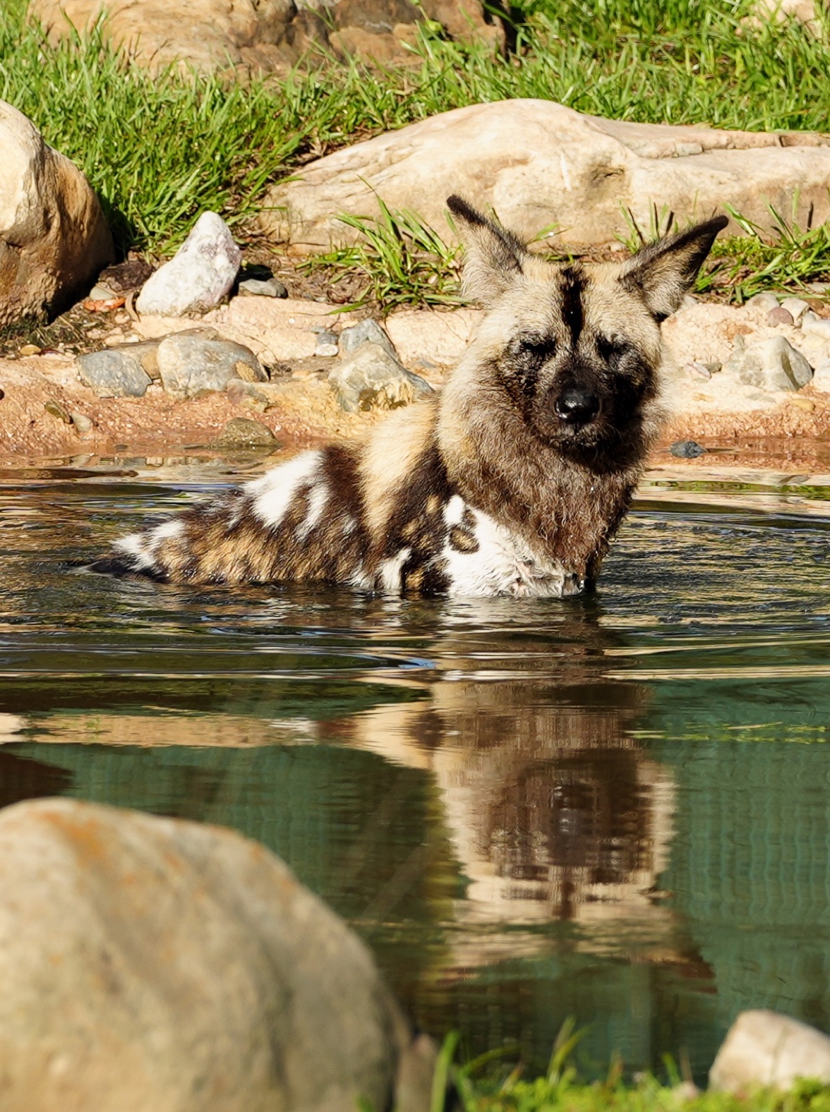 Prospect, an African painted dog, stands in the water at Disney's Animal Kingdom