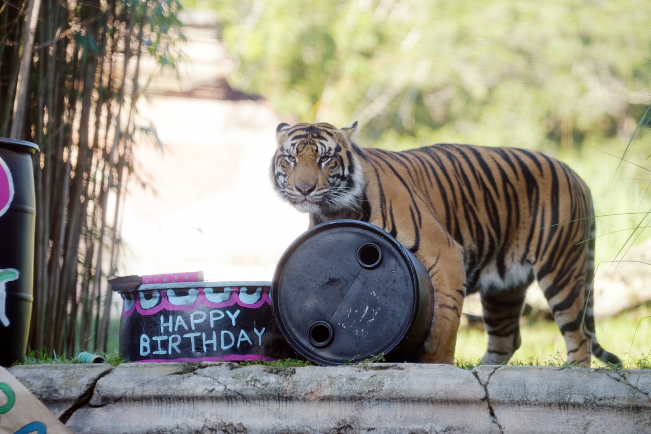 Bakso, a Sumatran tiger, walking through his habitat at Disney’s Animal Kingdom