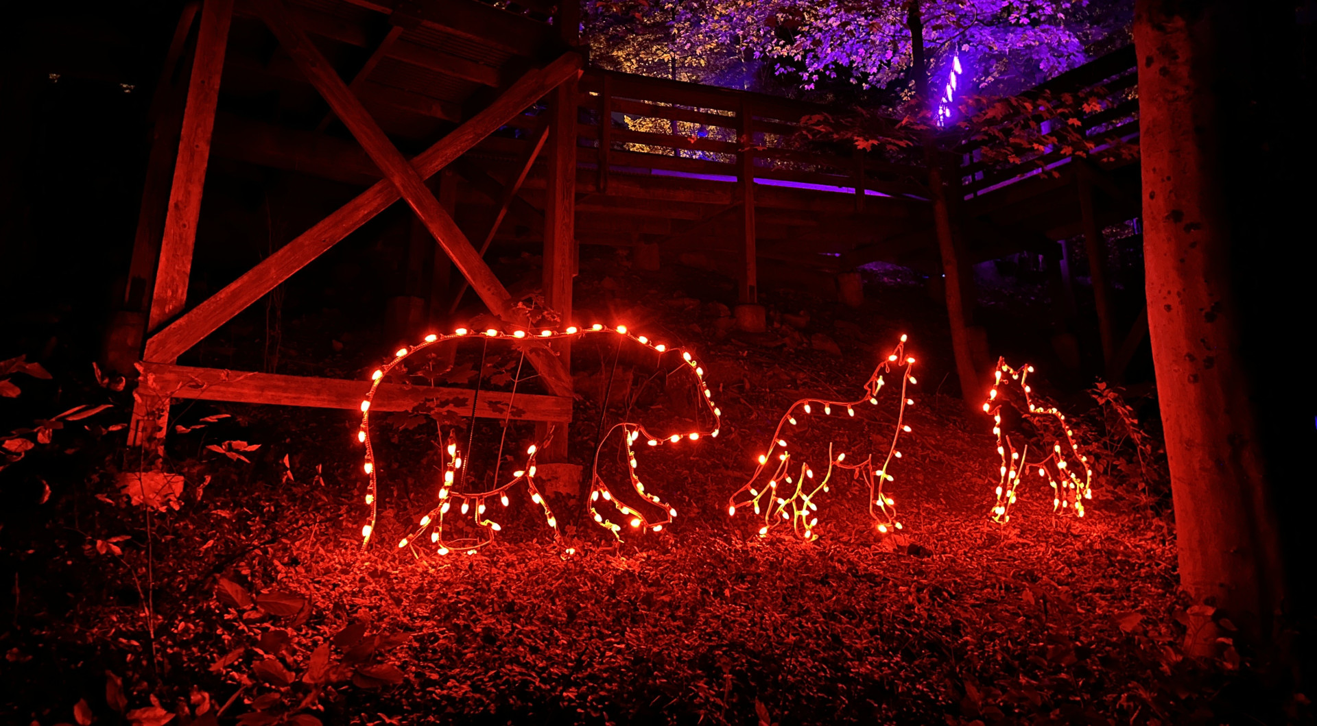 Illuminated animal figures along a wooded ZooAmerica path during Creatures Of The Night