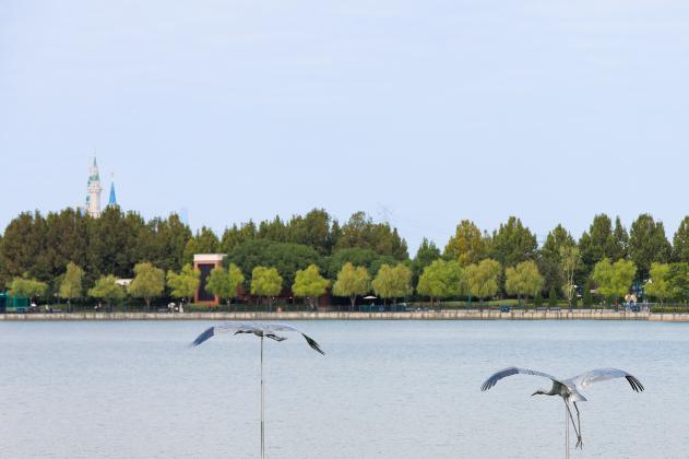 Siberian crane sculptures with Shanghai Disneyland visible beyond Wishing Star Lake