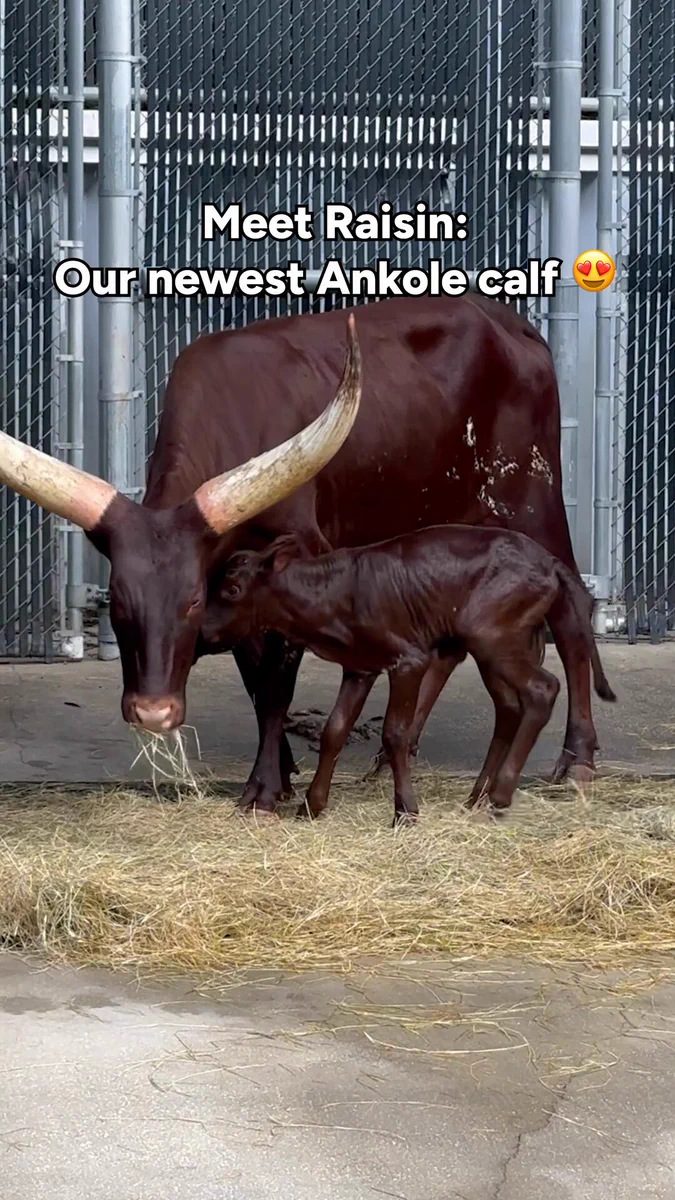 Raisin, a young Ankole calf at Disney’s Animal Kingdom