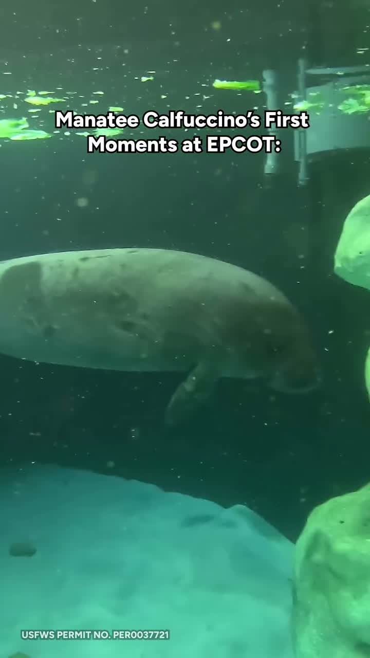 Calfuccino swims underwater at The Seas with Nemo and Friends