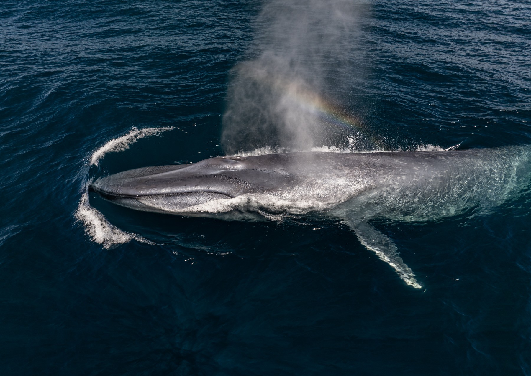 A pygmy blue whale mother and calf surface in the waters off New Zealand