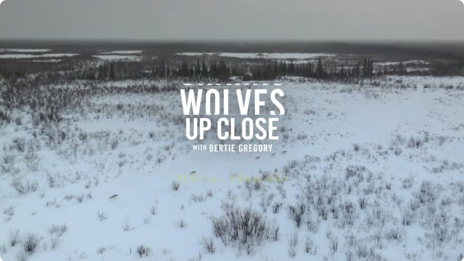 Wolves cross a snowy Hudson Bay landscape beneath the Wolves Up Close title