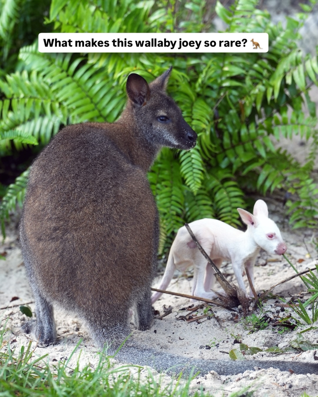 Quartz, a white wallaby joey beside an adult wallaby at Disney’s Animal Kingdom