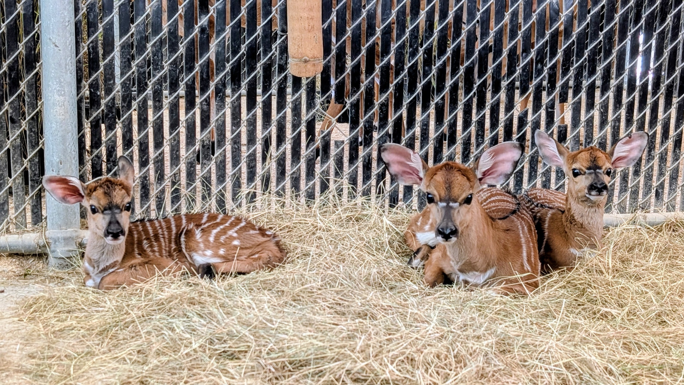Three striped nyala calves resting together at Disney’s Animal Kingdom Lodge