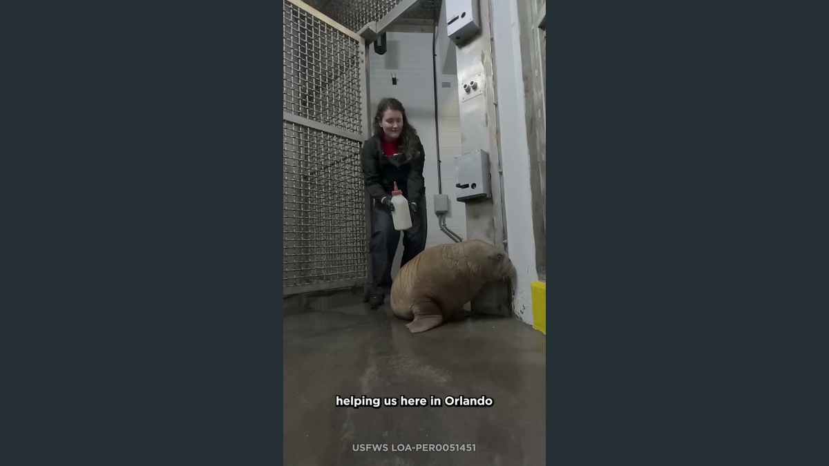 Walrus calf Annautaq beside an animal care team member at SeaWorld Orlando