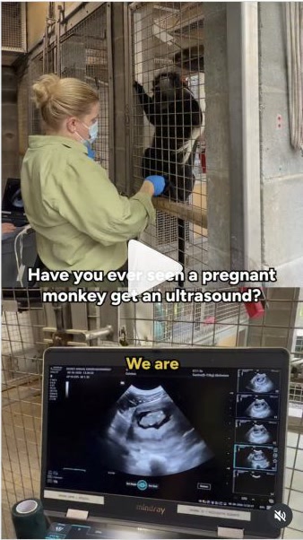 Alika the colobus monkey with an animal care team member during an ultrasound at Disney’s Animal Kingdom