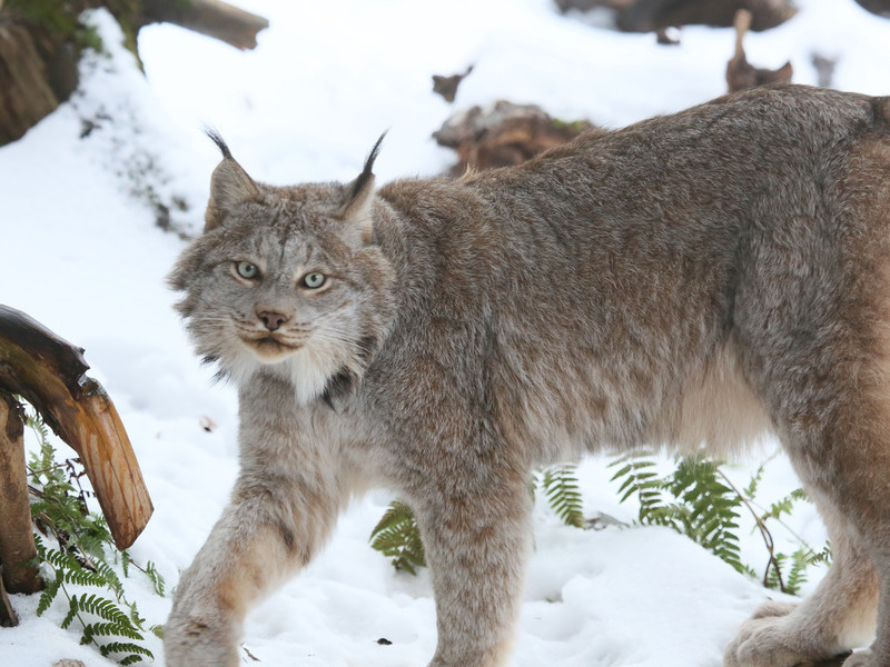 A Canada lynx walking through snow at ZooAmerica