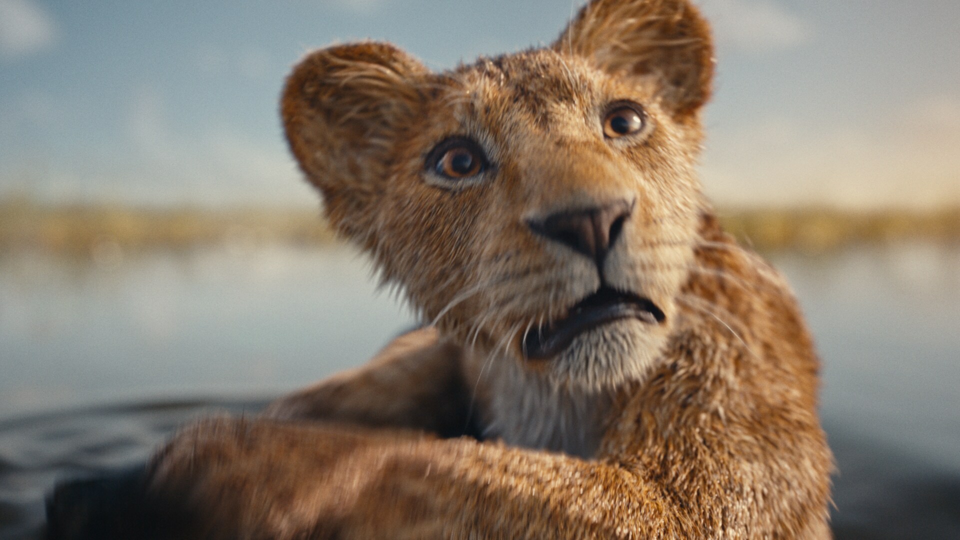 Young Mufasa looking upward