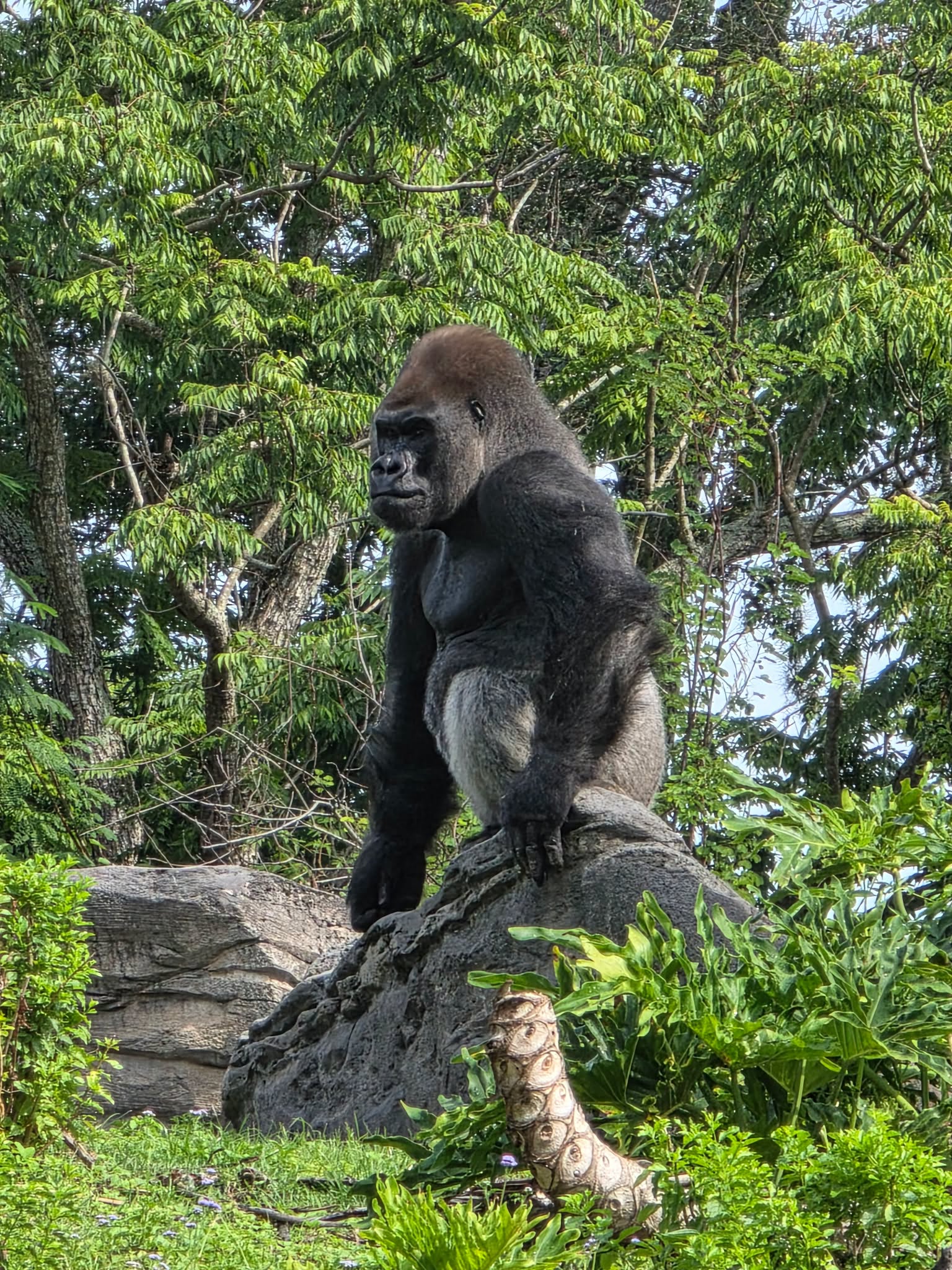 Bakari the gorilla at Disney's Animal Kingdom
