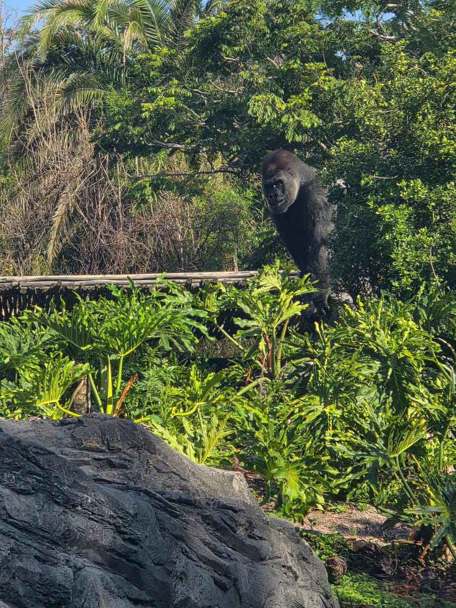 Bakari in the Gorilla Falls habitat at Disney's Animal Kingdom