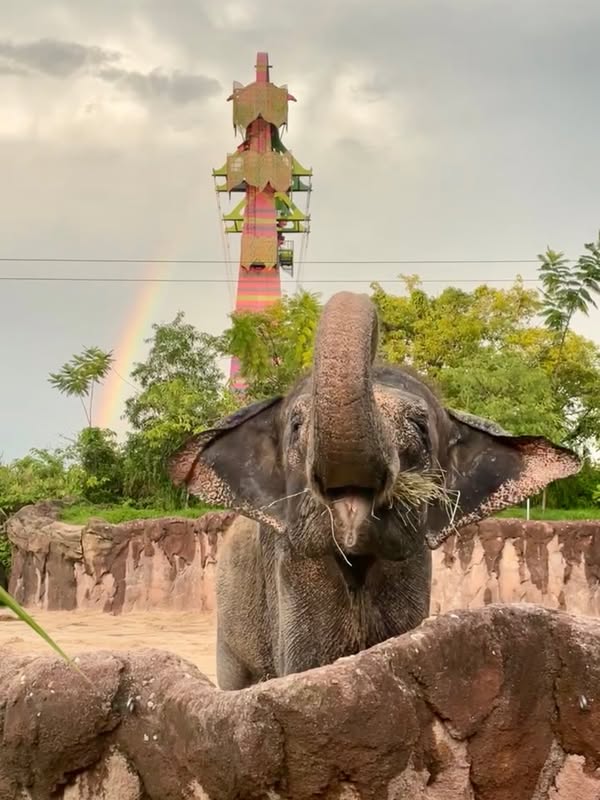 Carina the Asian elephant at Busch Gardens Tampa Bay with a rainbow behind the Nairobi habitat