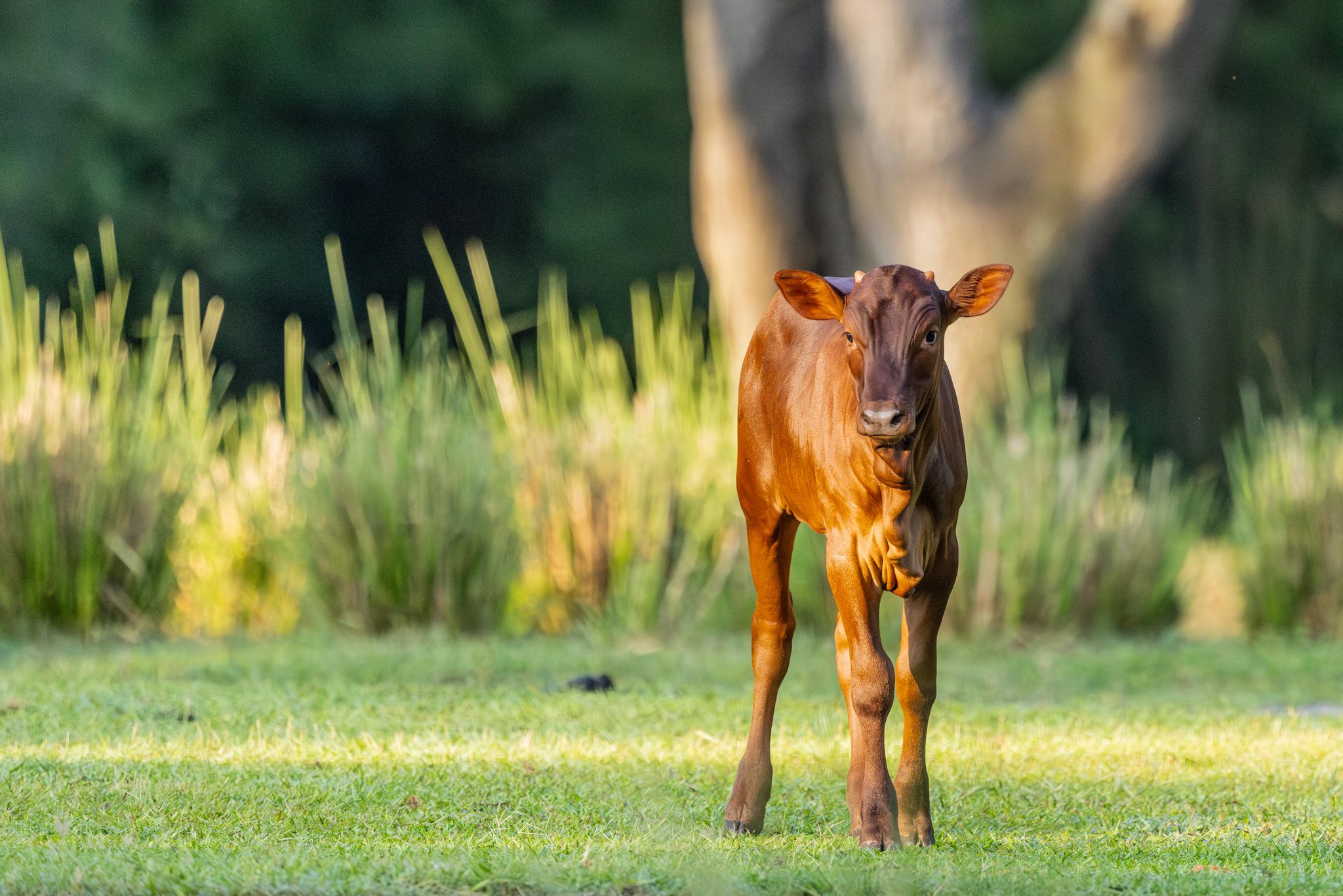 Cinnamon the Ankole calf on the Kilimanjaro Safaris savanna at Disney's Animal Kingdom