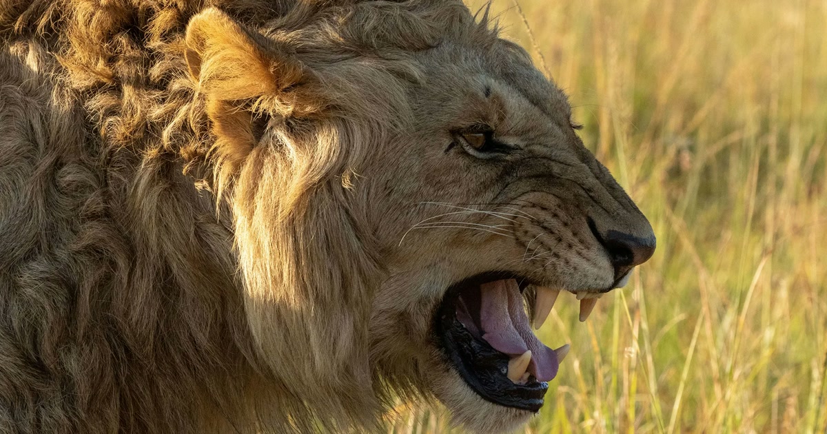 lion-is-now-streaming-on-disney-crowdlevels