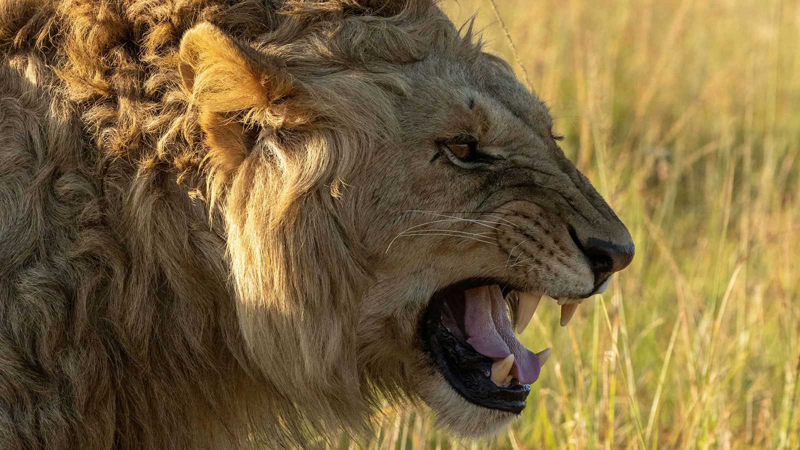 A lion roaring in tall grass