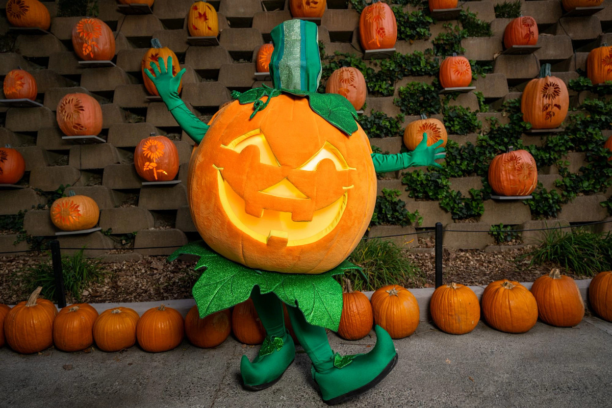 Harvey the pumpkin character greets a child during Dollywood's Harvest Festival