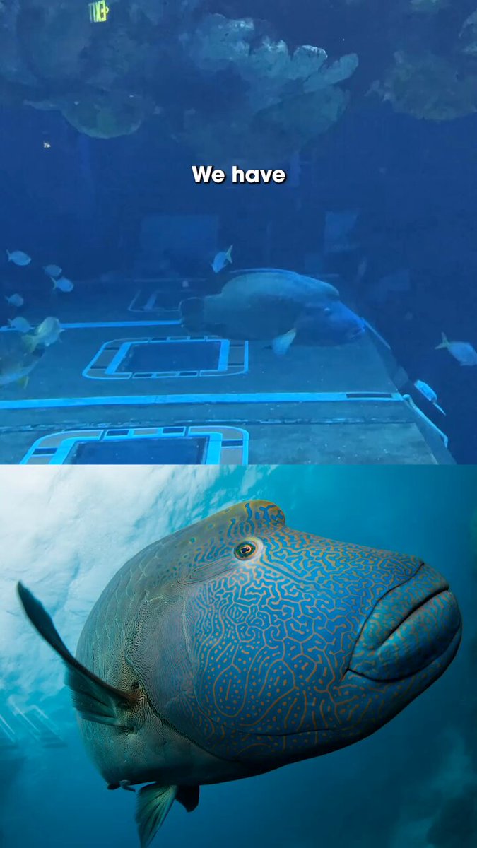 A Napoleon wrasse swims inside an aquarium habitat at EPCOT