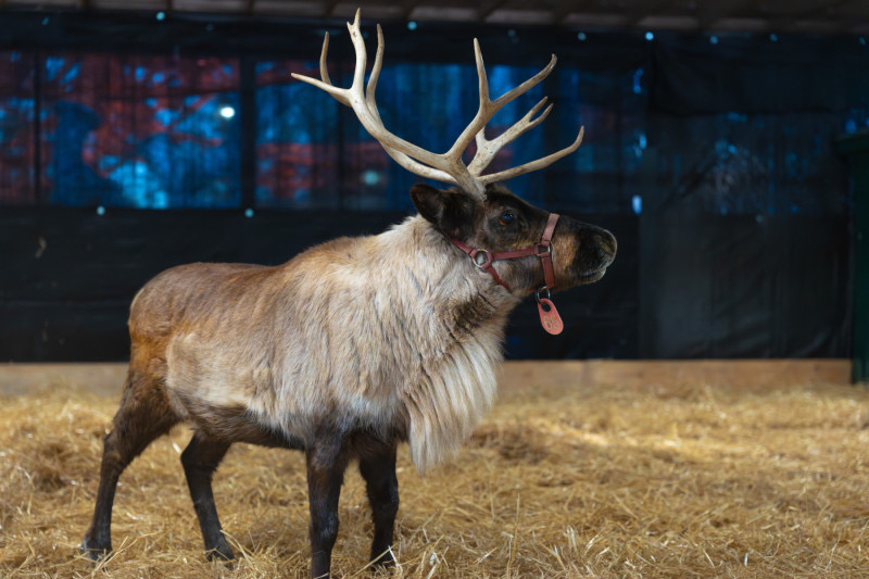 A reindeer at Christmas Candylane.