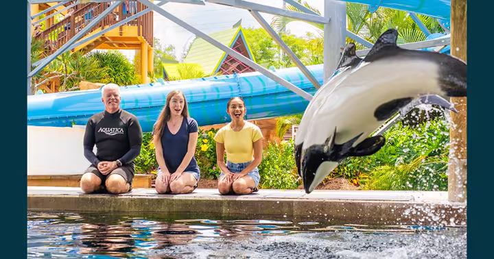 Dolphin jumping in front of a waterslide at Aquatica Orlando