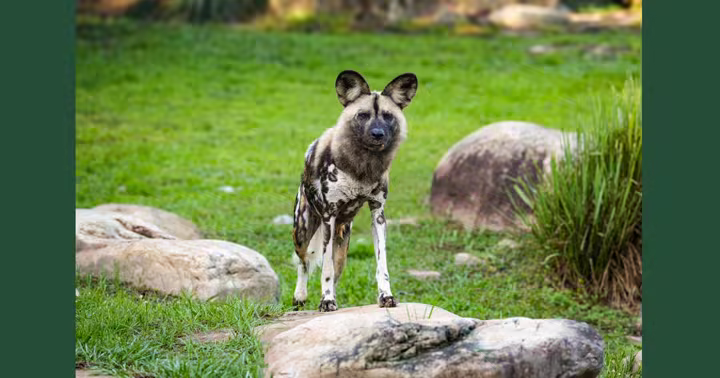 Prospect, an African painted dog, stands on rocks at Disney's Animal Kingdom