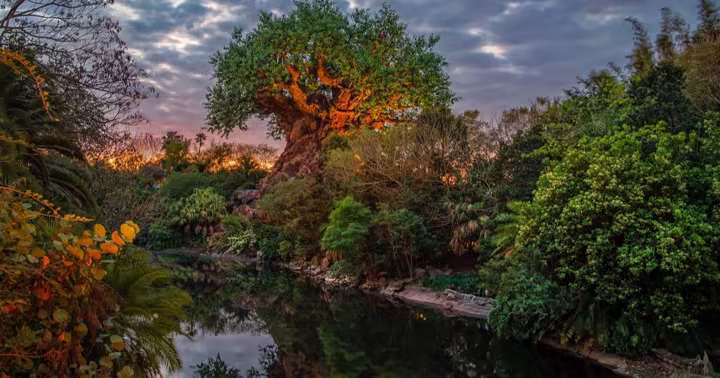 The Tree of Life above the Discovery Island trails at Disney's Animal Kingdom