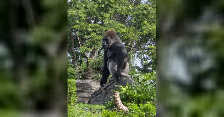 Bakari the gorilla at Disney's Animal Kingdom