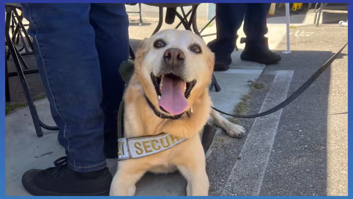 Benny the Disneyland Resort security dog smiling at his retirement party