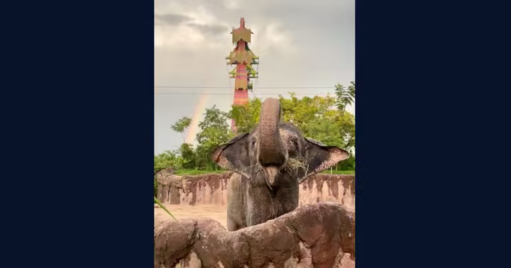 Carina the Asian elephant at Busch Gardens Tampa Bay with a rainbow behind the Nairobi habitat