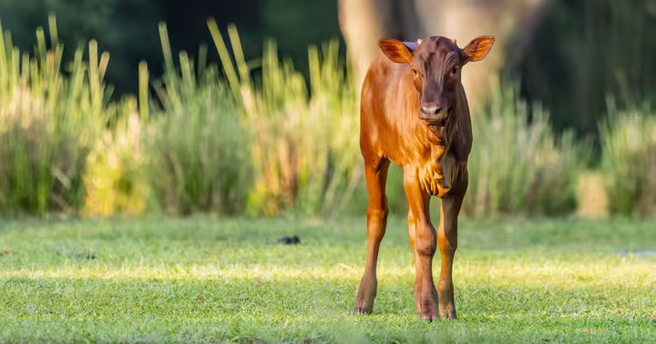 Cinnamon the Ankole calf on the Kilimanjaro Safaris savanna at Disney's Animal Kingdom