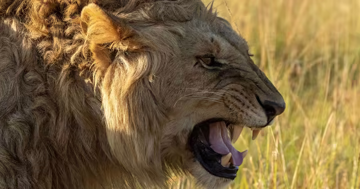 A lion in tall grass for the LION natural-history series