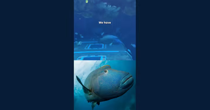 A Napoleon wrasse swims inside an aquarium habitat at EPCOT