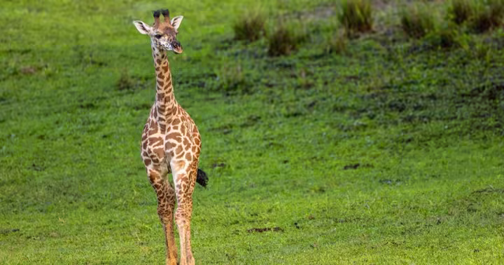 Ivy the baby giraffe on the Kilimanjaro Safaris savanna at Disney's Animal Kingdom