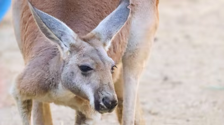 Kangaroos and wallabies at Jumping Junction in Disney's Animal Kingdom