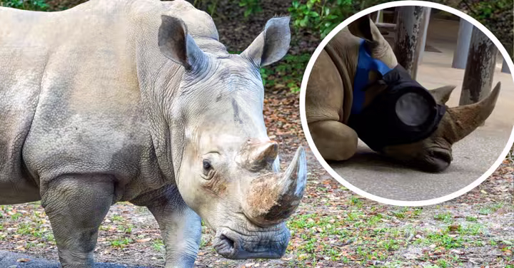 Kendi the white rhino at Disney's Animal Kingdom