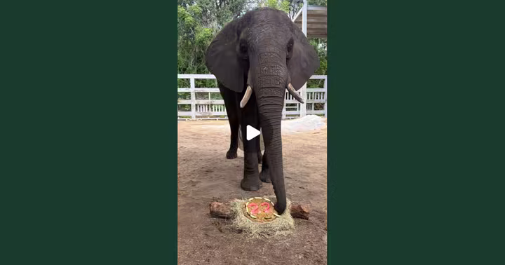 Kianga the elephant stands over her number 22 birthday cake