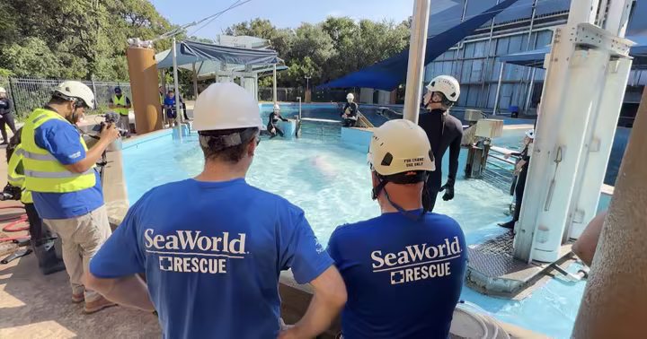 SeaWorld Rescue staff watching a rescued Marineland beluga enter its new pool