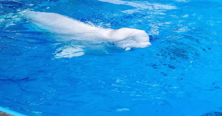 A rescued beluga swims in a SeaWorld San Diego holding pool