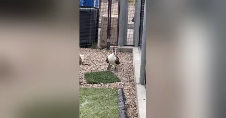 Juvenile masked booby receiving care in a SeaWorld San Diego enclosure