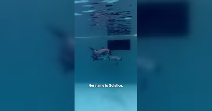 A dolphin calf swims with an adult dolphin at SeaWorld San Diego