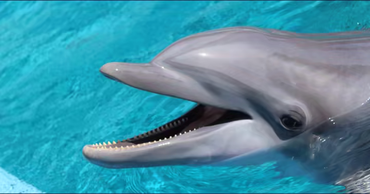 Bottlenose dolphin at Six Flags Discovery Kingdom