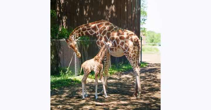 Mina the giraffe calf standing beside an adult giraffe at Six Flags Great Adventure Wild Safari